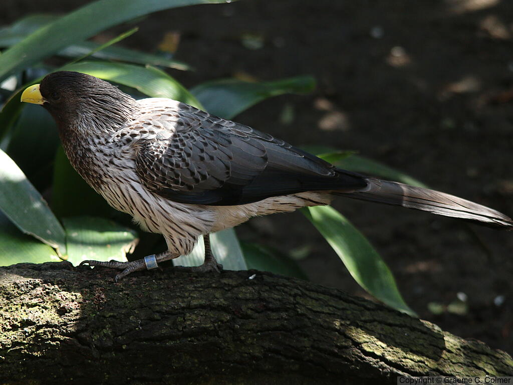 Western Plantain-eater (Crinifer piscator) - Adult