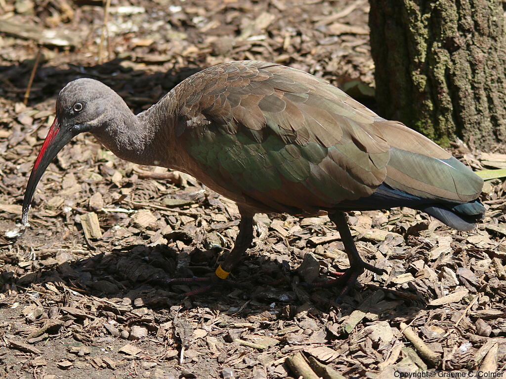 Hadada Ibis (Bostrychia hagedash) - Adult
