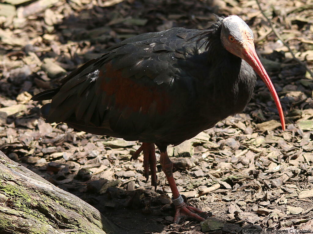 Northern Bald Ibis (Geronticus eremita) - Adult
