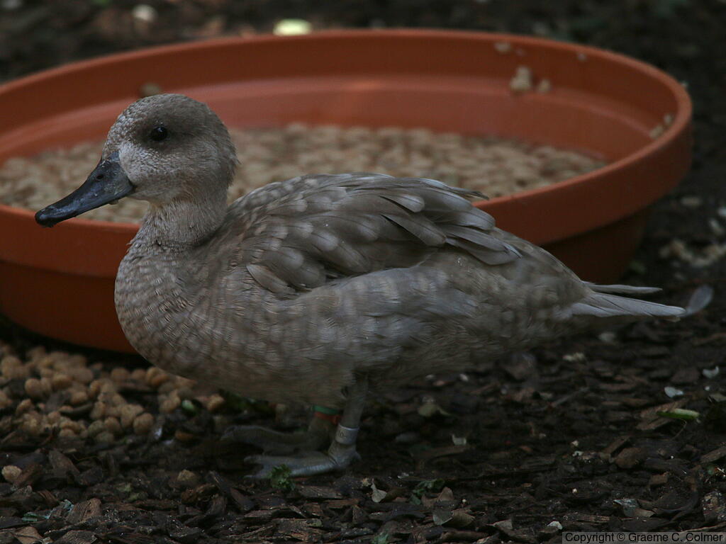 Marbled Duck (Marmaronetta angustirostris) - Adult