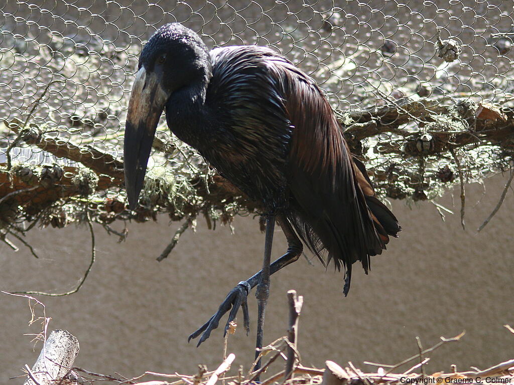 African Openbill (Anastomus lamelligerus) - Adult