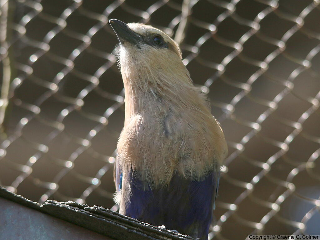 Blue-bellied Roller (Coracias cyanogaster) - Adult