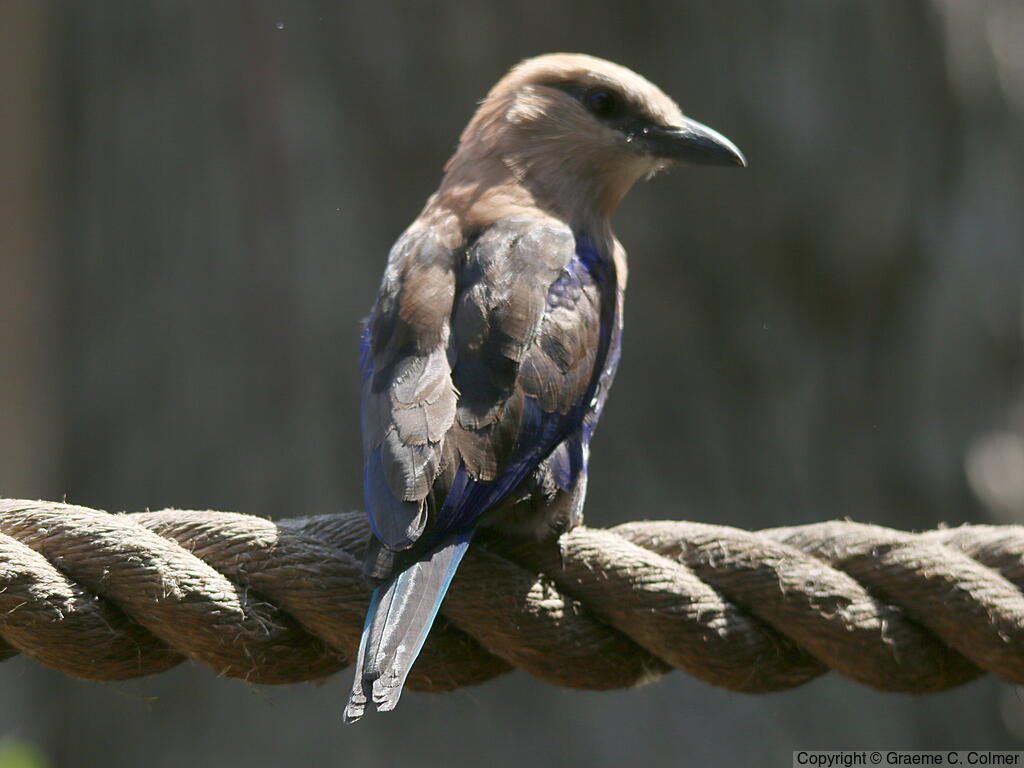 Blue-bellied Roller (Coracias cyanogaster) - Adult