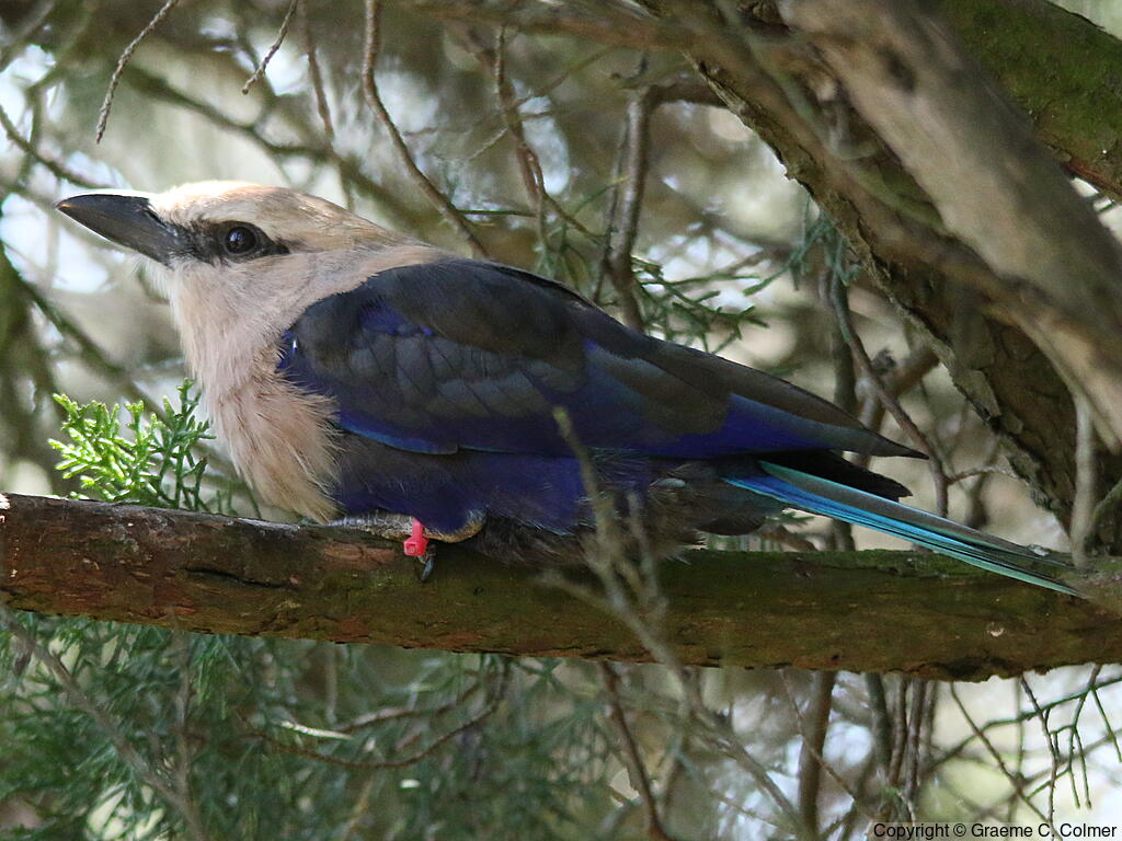 Blue-bellied Roller (Coracias cyanogaster) - Adult