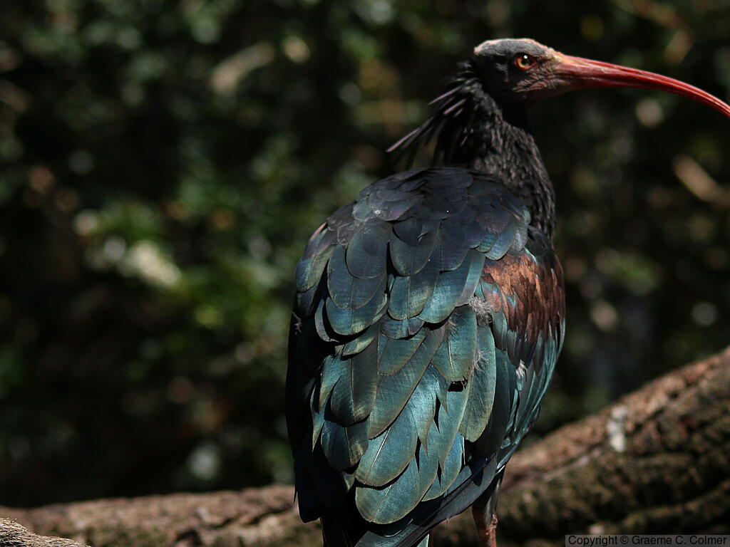 Northern Bald Ibis (Geronticus eremita) - Adult