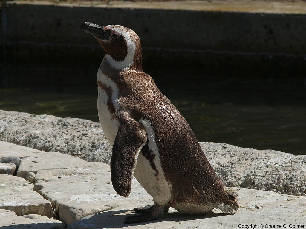 Magellanic Penguin (Spheniscus magellanicus) - Adult