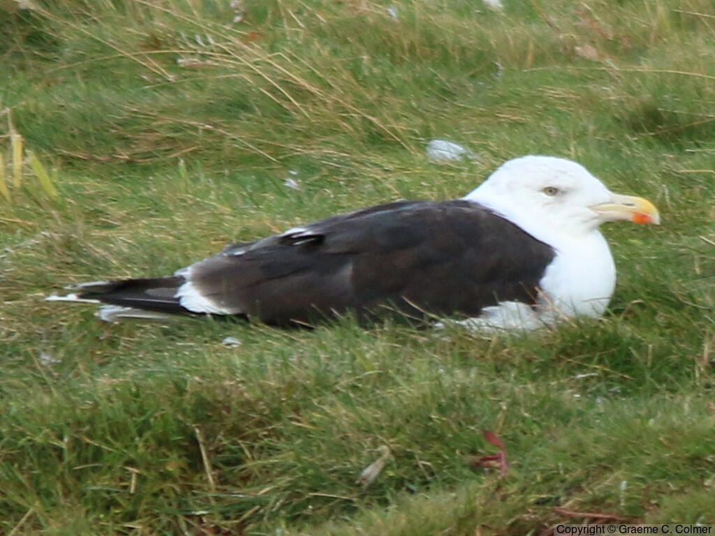 Great Black-backed Gull (Larus marinus) - Breeding adult