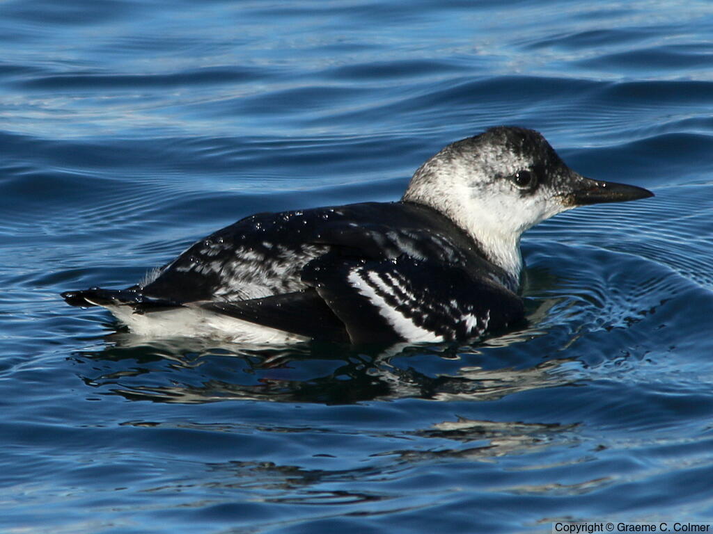 Black Guillemot (Cepphus grylle) - Nonbreeding adult