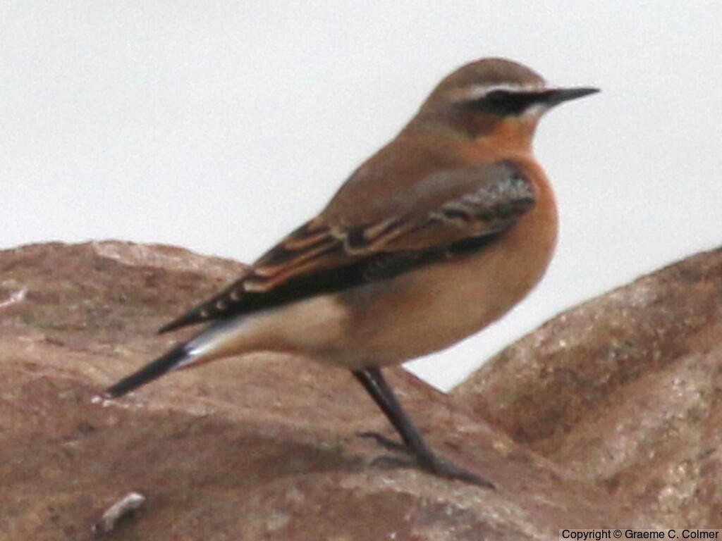 Northern Wheatear (Oenanthe oenanthe) - Adult