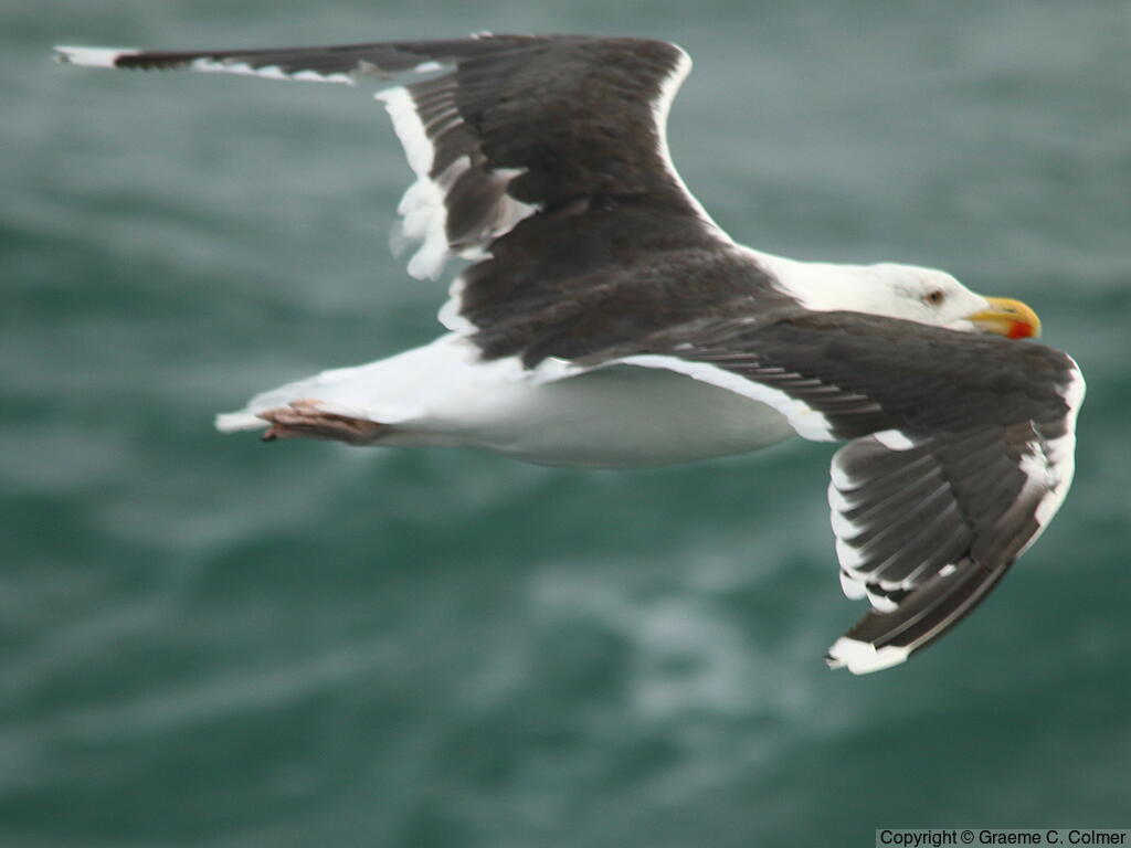 Great Black-backed Gull (Larus marinus) - Breeding adult