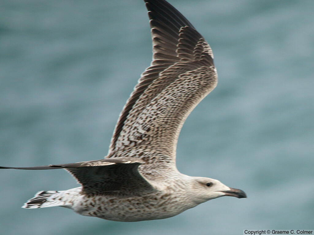 Great Black-backed Gull (Larus marinus) - First Winter