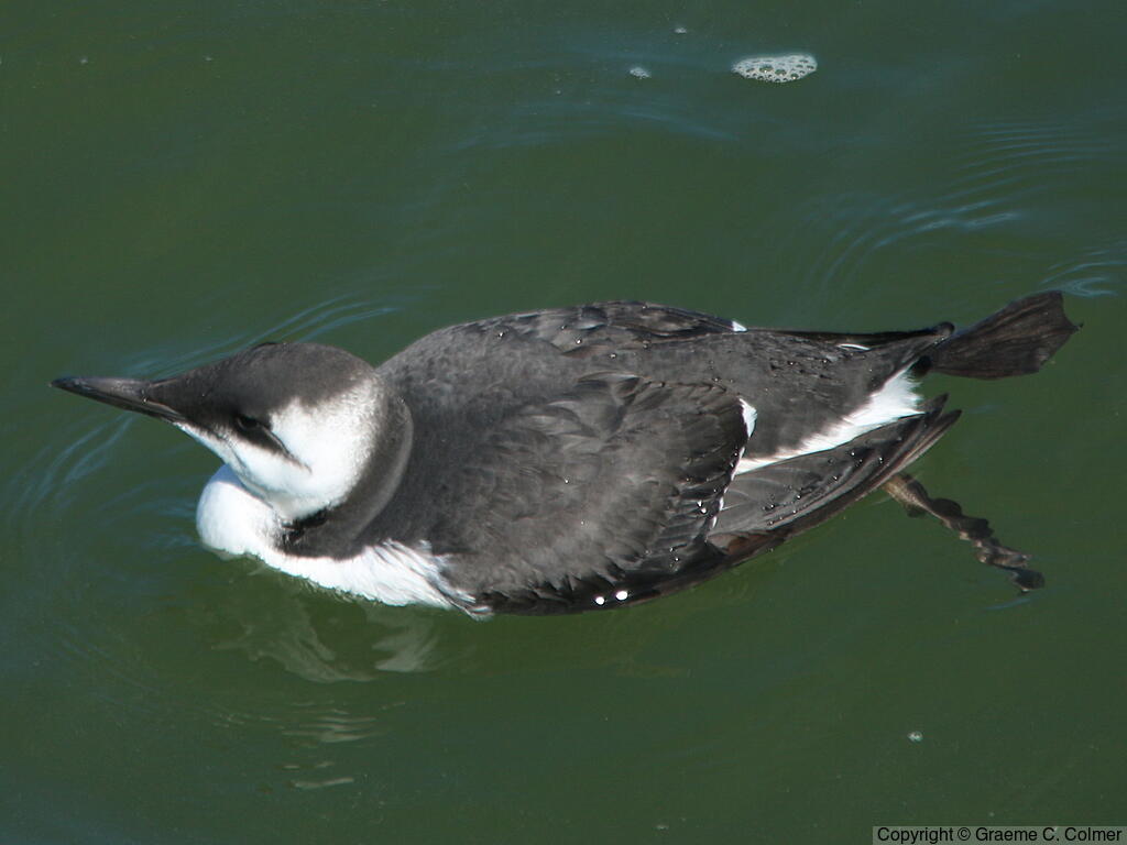 Common Murre (Uria aalge) - Nonbreeding Adult