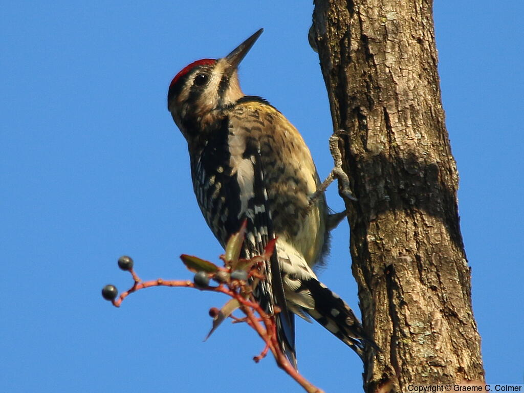 Yellow-bellied Sapsucker (Sphyrapicus varius) - Adult female