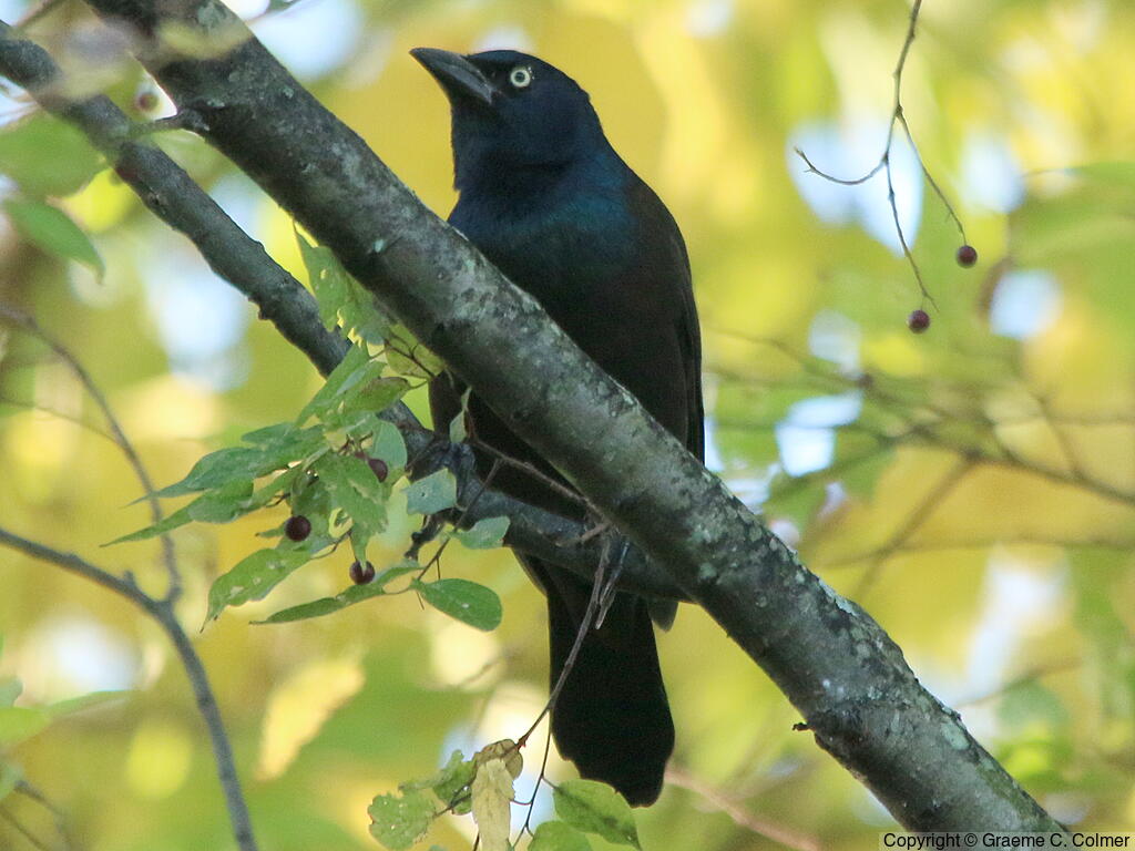 Common Grackle (Quiscalus quiscula) - Adult male