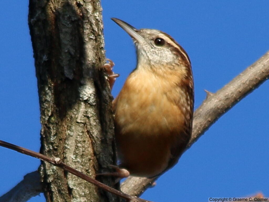 Carolina Wren (Thryothorus ludovicianus) - Adult