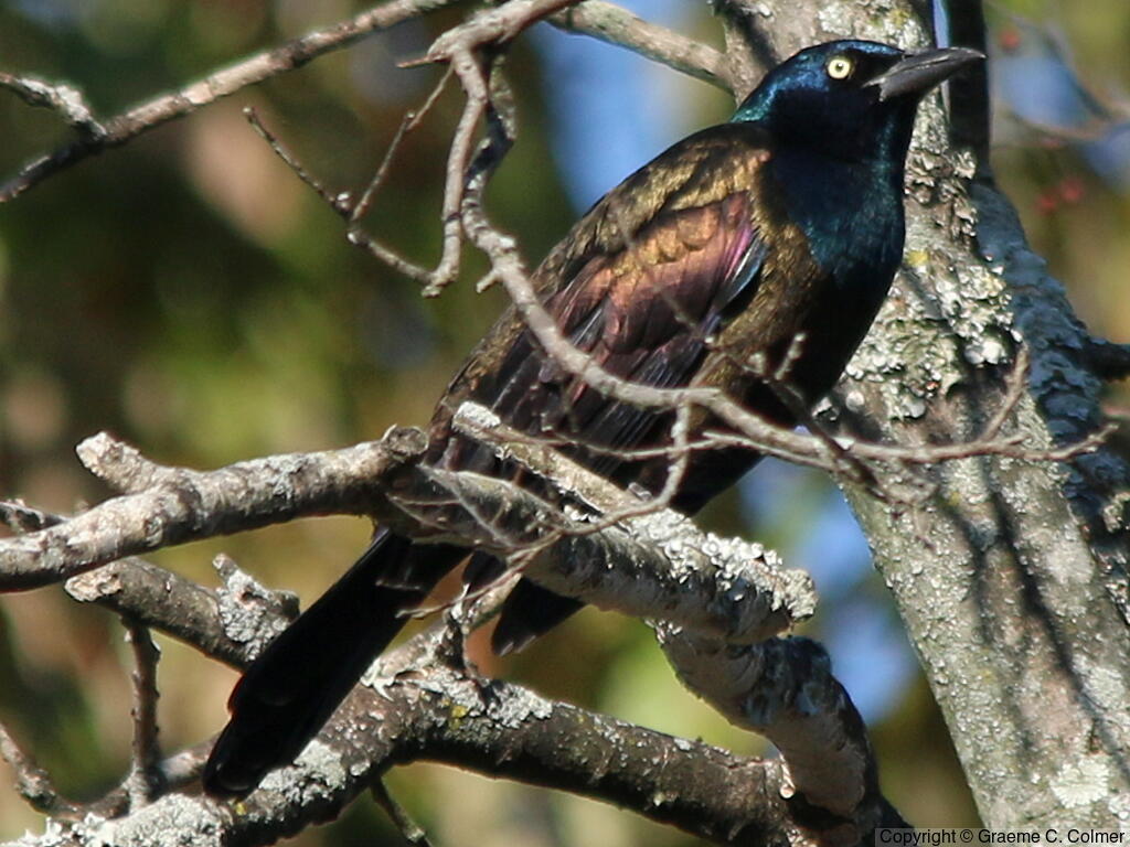 Common Grackle (Quiscalus quiscula) - Adult male