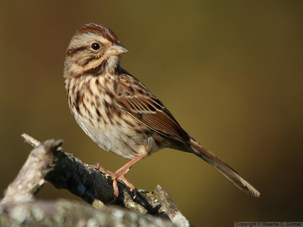 Song Sparrow (Melospiza melodia) - Adult