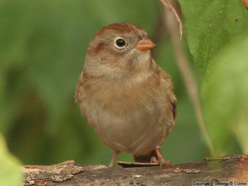 Field Sparrow (Spizella pusilla) - Adult