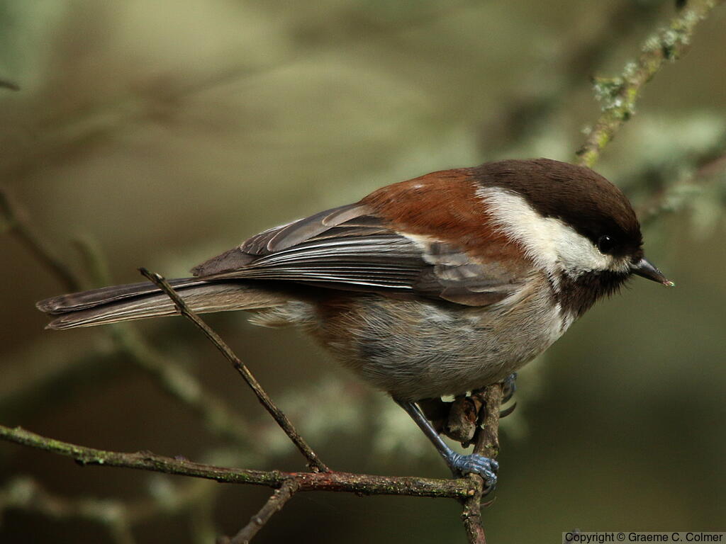 Chestnut-backed Chickadee (Poecile rufescens) - Adult