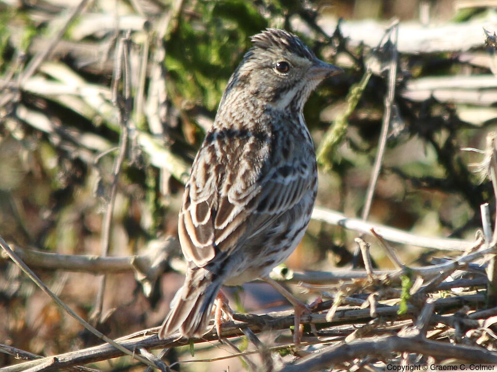 Lincoln's Sparrow (Melospiza lincolnii) - Adult