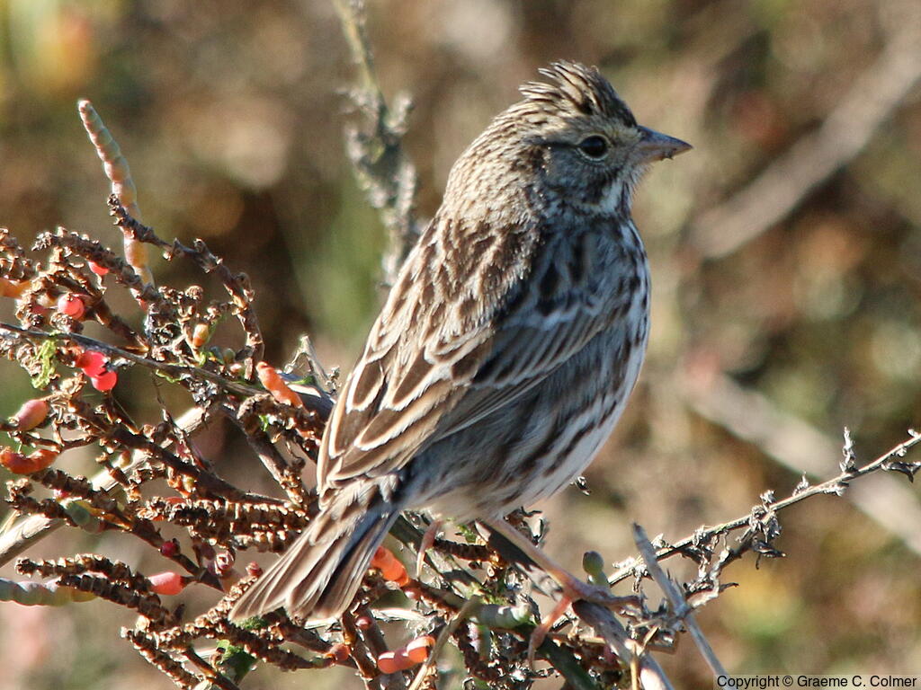 Lincoln's Sparrow (Melospiza lincolnii) - Adult
