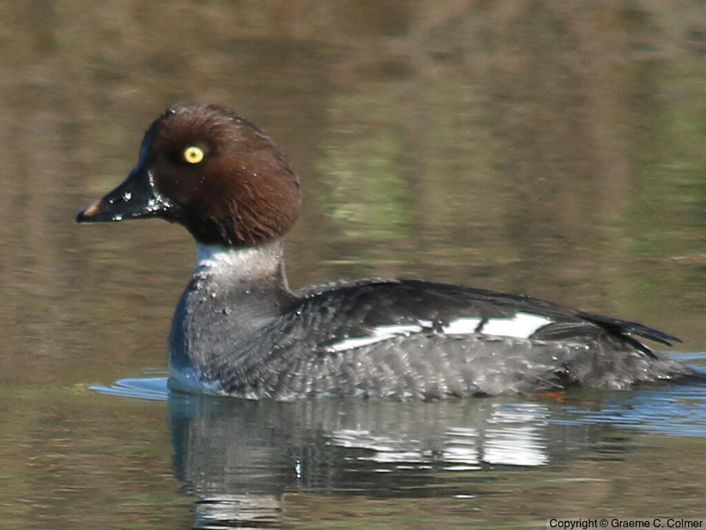 Common Goldeneye (Bucephala clangula) - Adult female