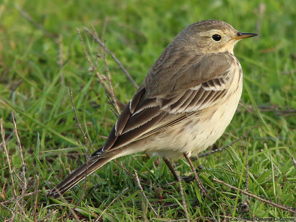 American Pipit (Anthus rubescens) - Adult
