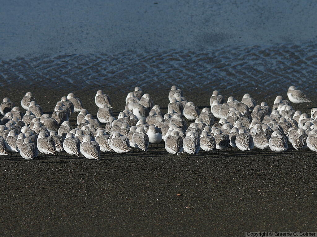 Sanderling (Calidris alba) - Nonbreeding adults