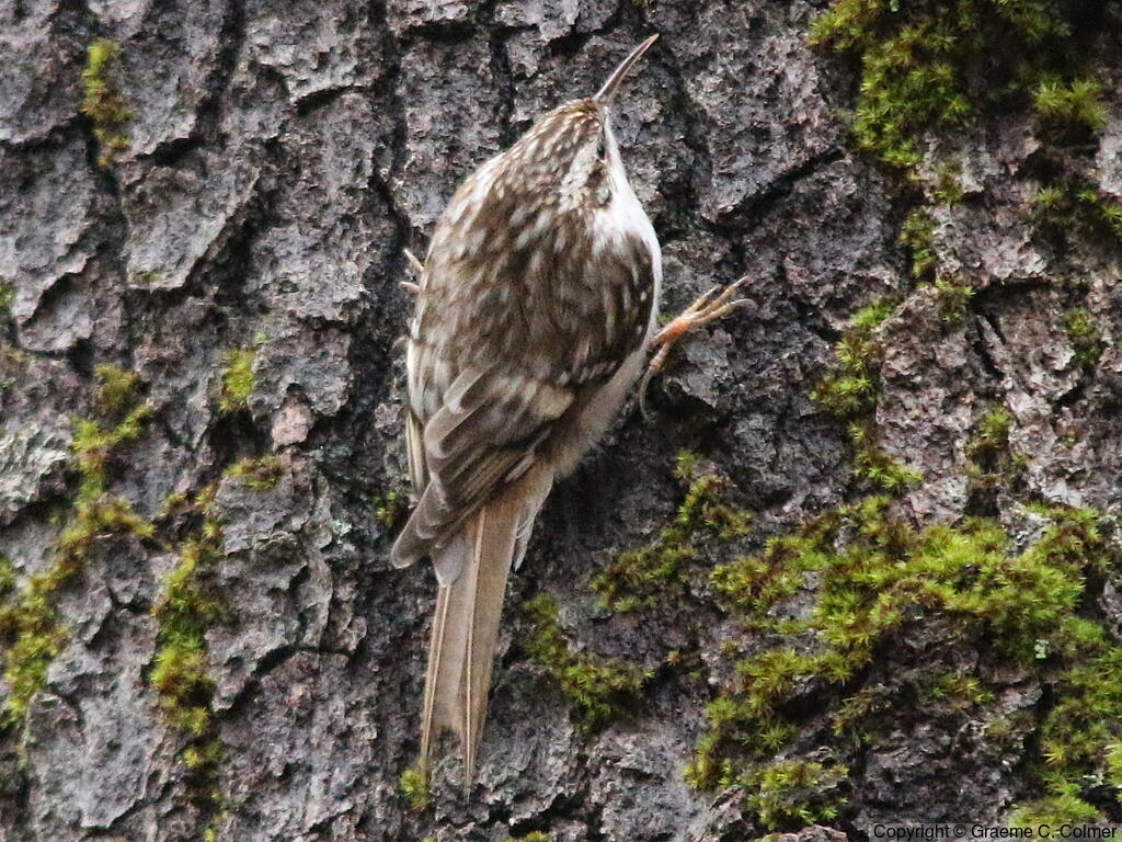 Brown Creeper (Certhia americana) - Adult