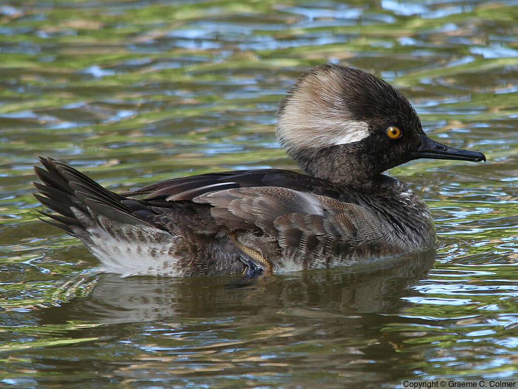 Hooded Merganser (Lophodytes cucullatus) - Immature male