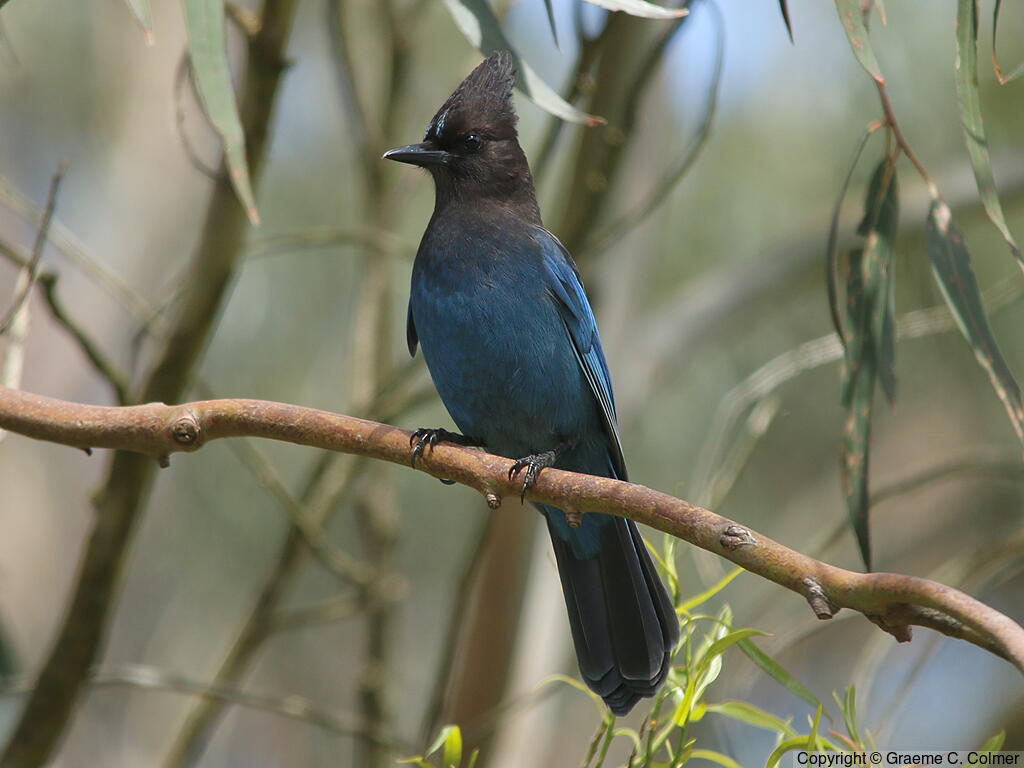 Steller's Jay (Cyanocitta stelleri) - Adult