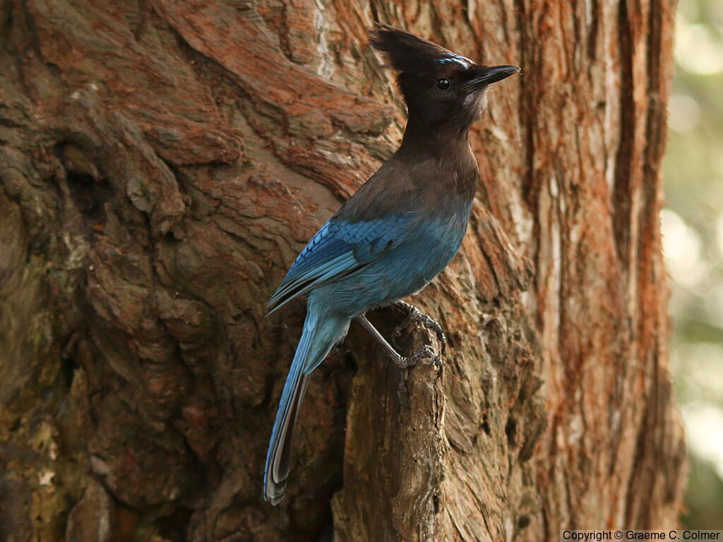 Steller's Jay (Cyanocitta stelleri) - Adult