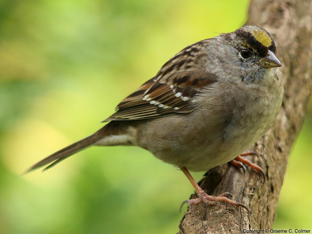 Golden-crowned Sparrow (Zonotrichia atricapilla) - Non-breeding adult