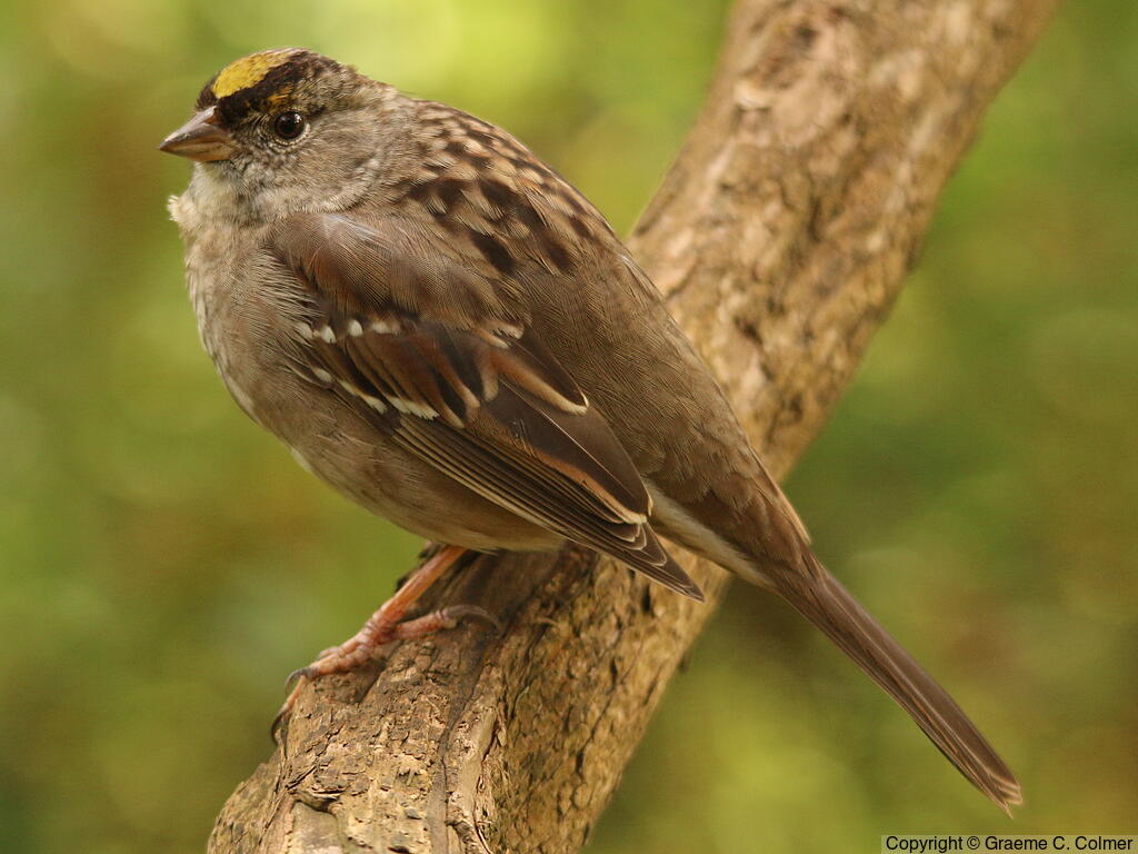 Golden-crowned Sparrow (Zonotrichia atricapilla) - Non-breeding adult