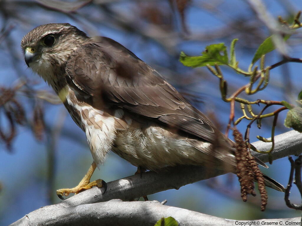 Merlin (Falco columbarius) - Adult