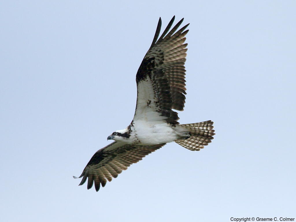 Osprey (Pandion haliaetus) - Adult