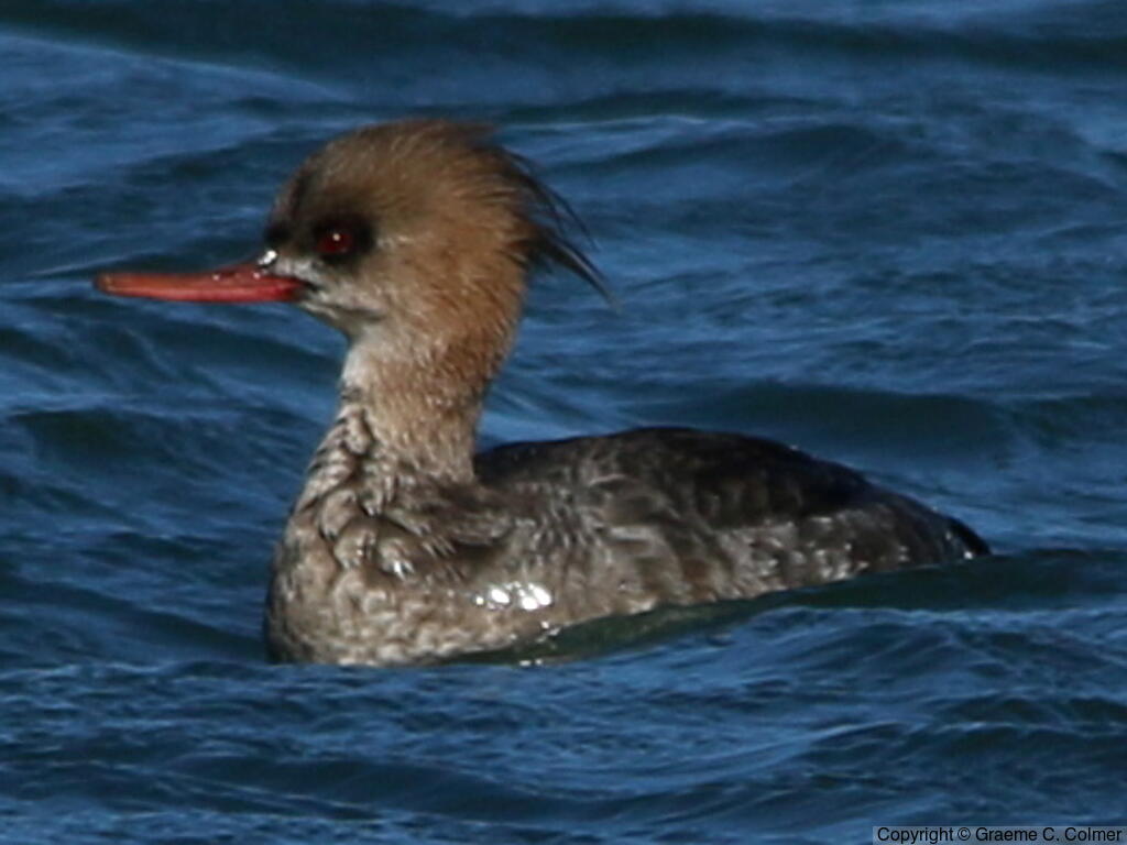 Red-breasted Merganser (Mergus serrator) - Adult female