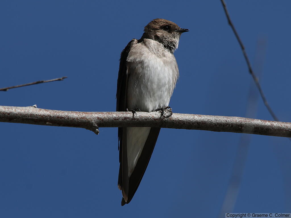 Northern Rough-winged Swallow (Stelgidopteryx serripennis) - Adult