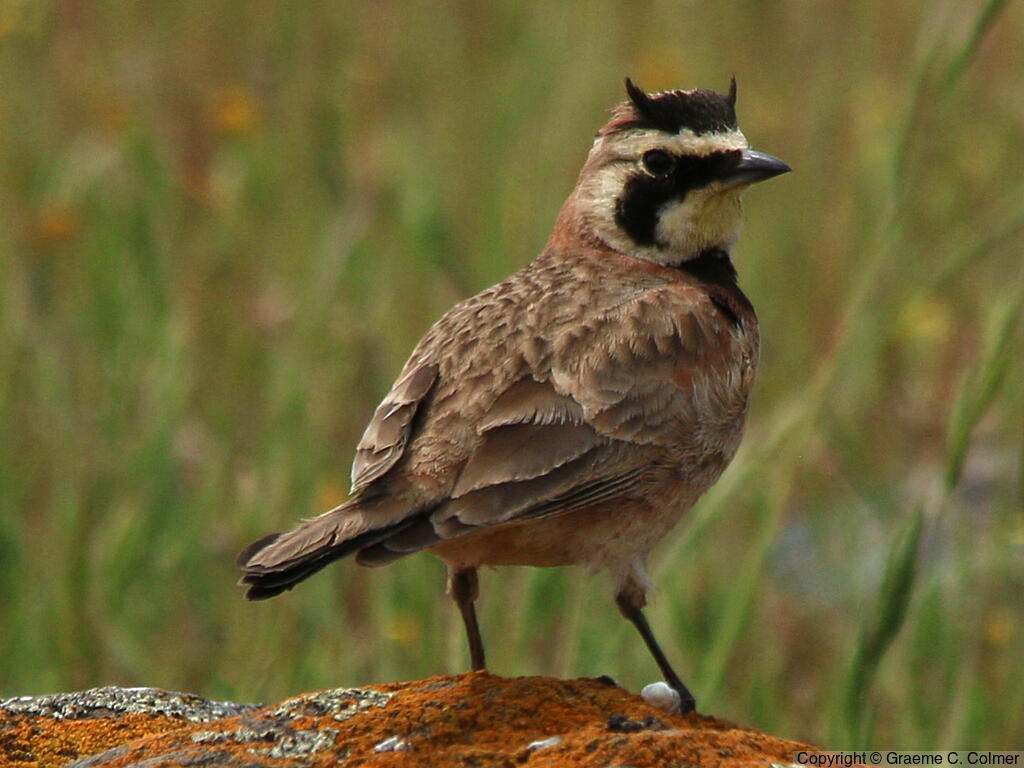 Horned Lark (Eremophila alpestris) - Adult male