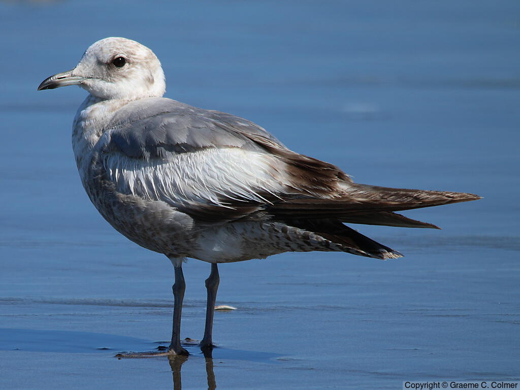 Short-billed Gull (Larus brachyrhynchus) - First winter