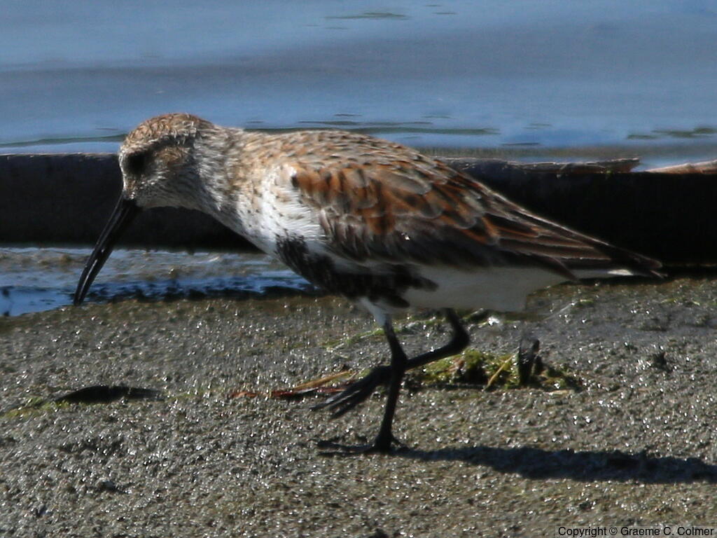 Dunlin (Calidris alpina) - Breeding adult