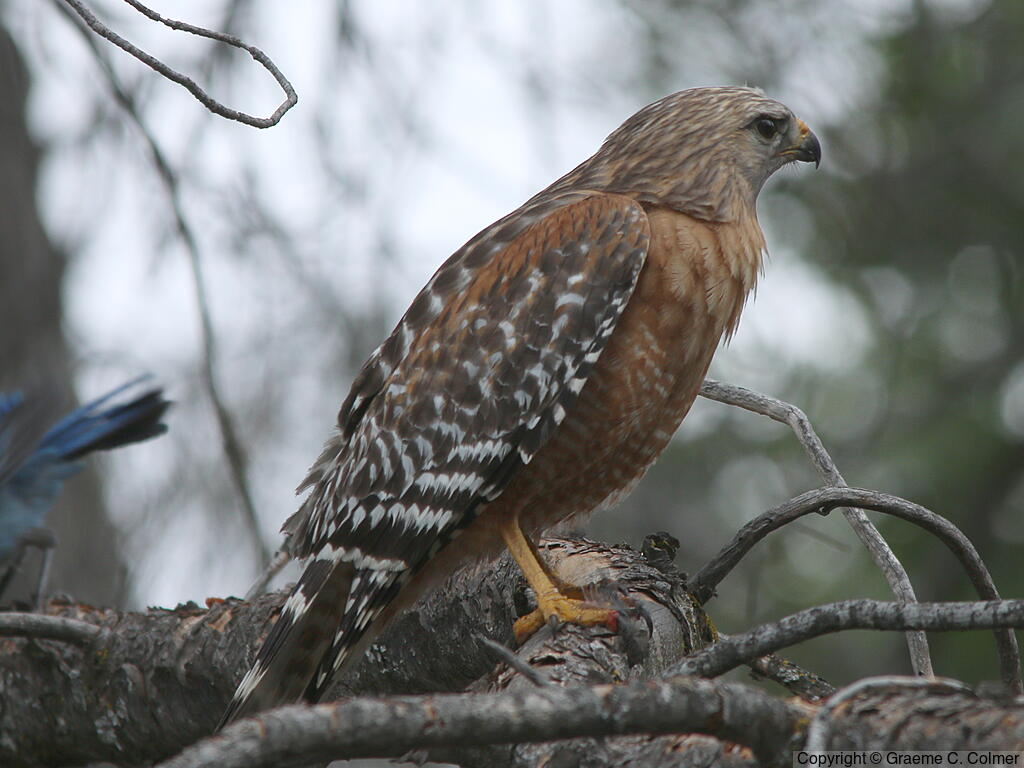 Red-shouldered Hawk (Buteo lineatus) - Adult