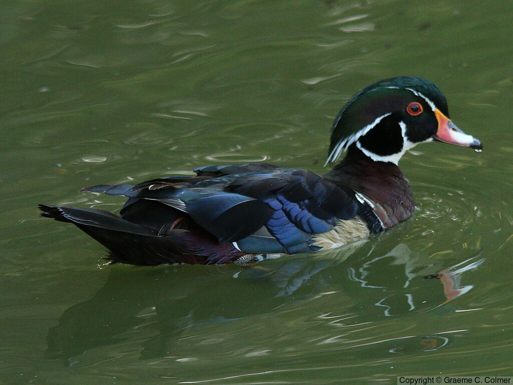 Wood Duck (Aix sponsa) - Breeding male