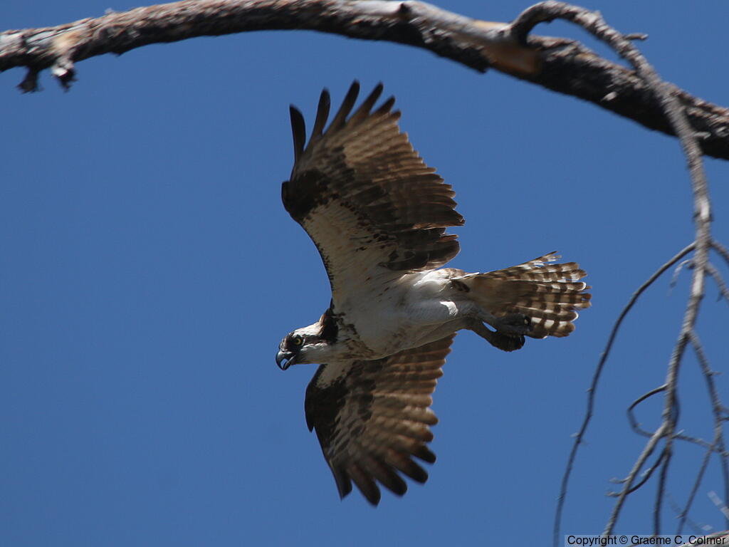 Osprey (Pandion haliaetus) - Adult