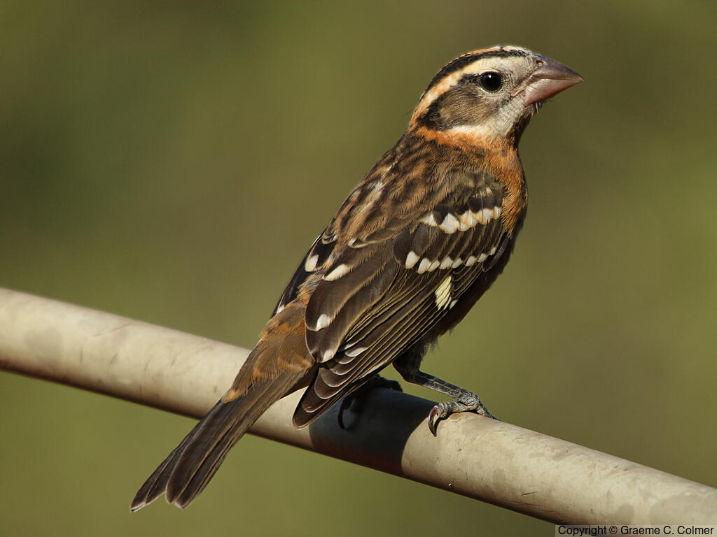 Black-headed Grosbeak (Pheucticus melanocephalus) - Female/immature