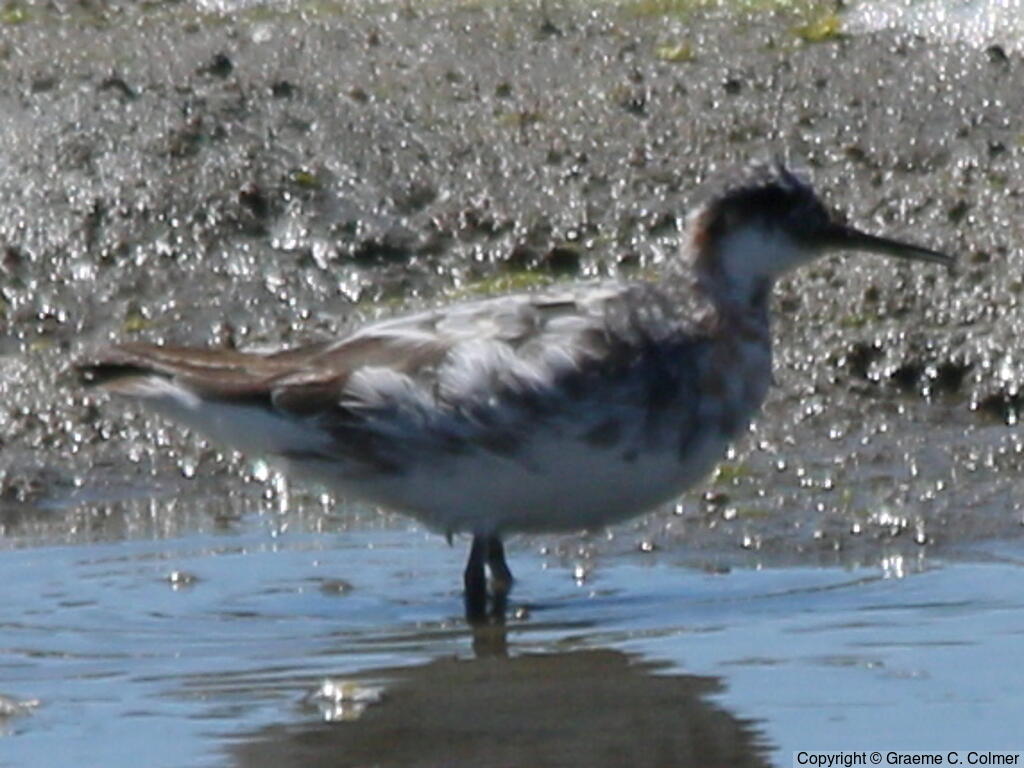 Red-necked Phalarope (Phalaropus lobatus) - Adult