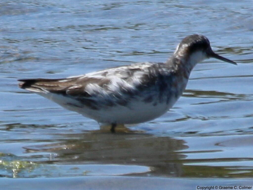 Red-necked Phalarope (Phalaropus lobatus) - Adult