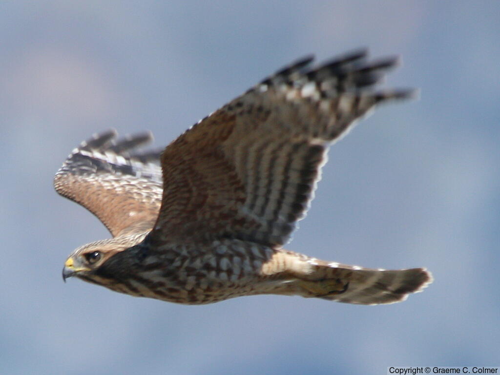 Red-shouldered Hawk (Buteo lineatus) - Adult