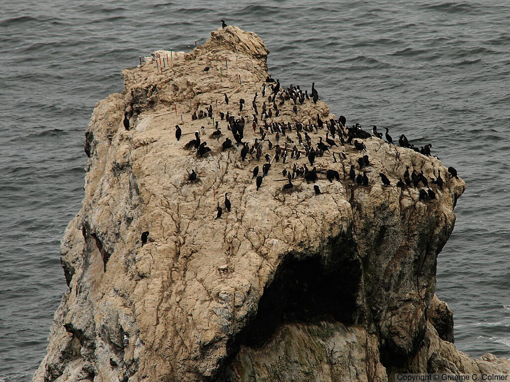 Pigeon Guillemot (Cepphus columba) - Colony