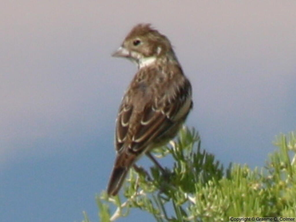Lark Bunting (Calamospiza melanocorys) - Female/immature male